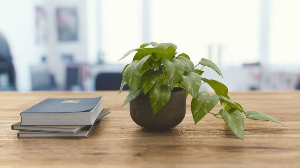 Planta en maceta junto a unos libros sobre una mesa